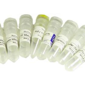 Fmoc-L-羥脯氨酸CAS號(hào):88050-17-3